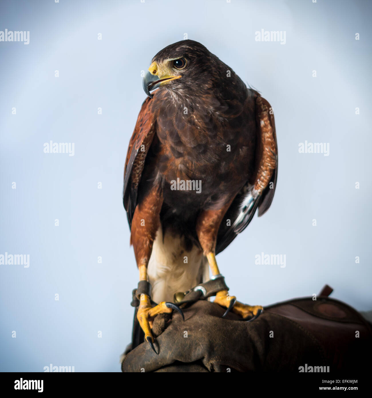 Altitudine acuta becco grosso uccello brown poiana artigli pericolo occhio pericolose alta visione hunter giallo Foto Stock