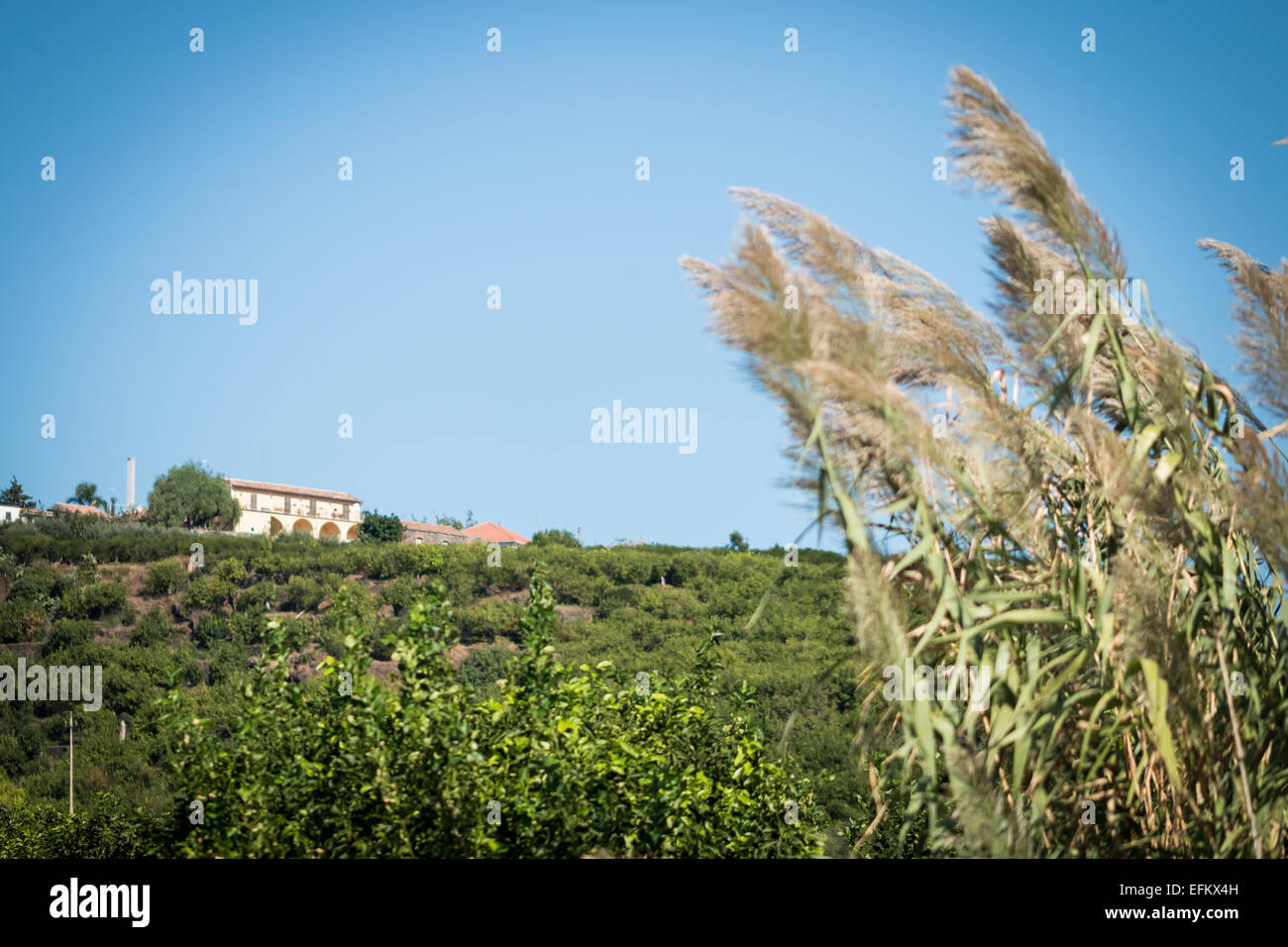 Podere isolato in mezzo a campi verdi Foto Stock