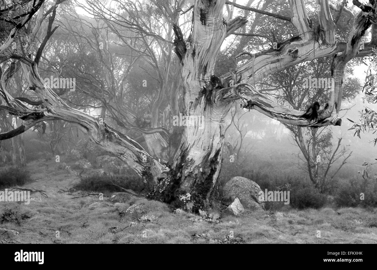 Australia: Gomme da neve nella nebbia, montagne innevate, NSW Foto Stock