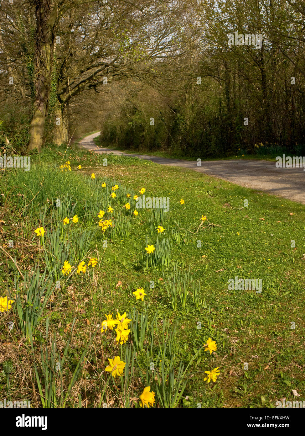 Inghilterra: Primavera in un vicolo del paese in Herefordshire Foto Stock