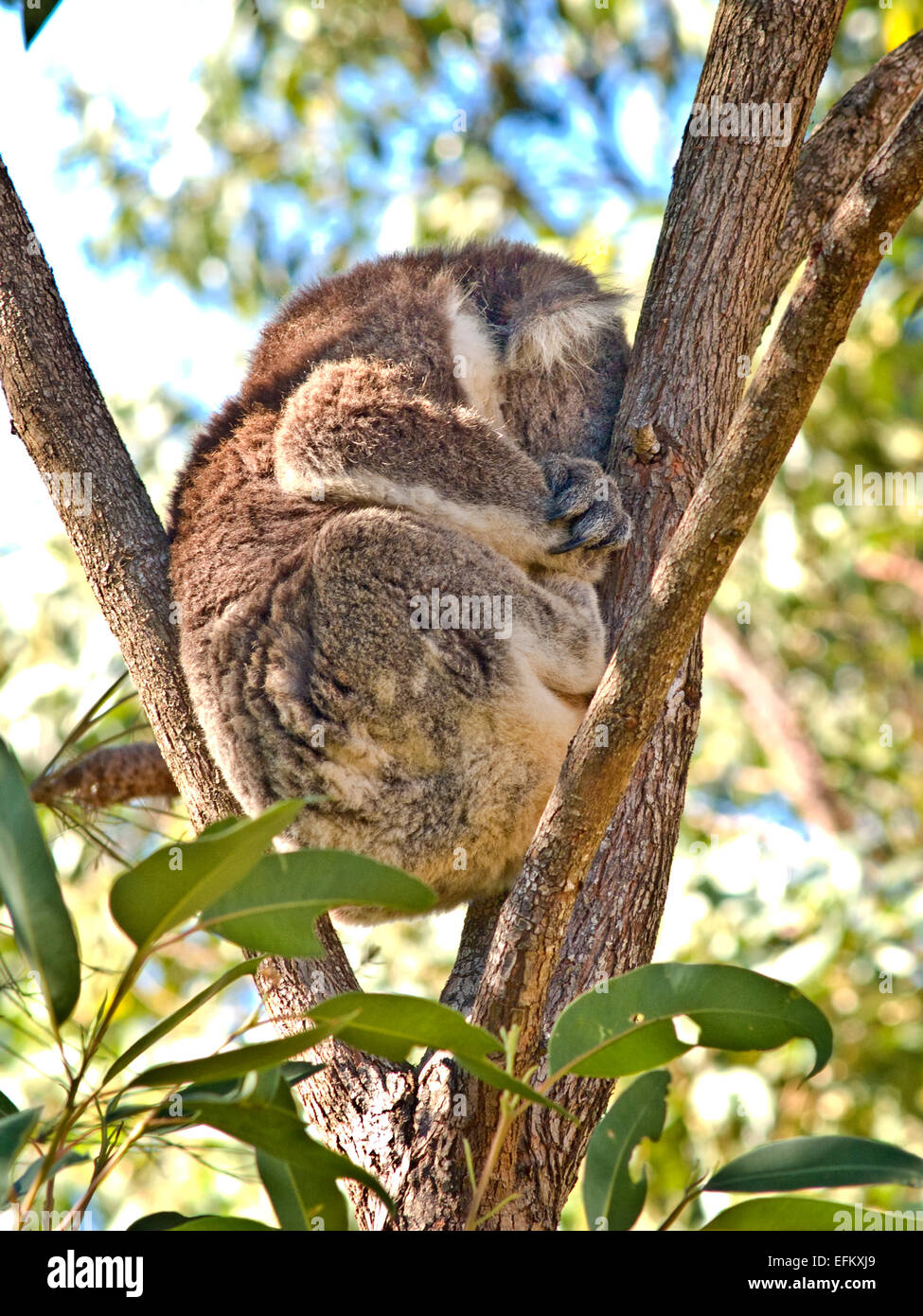 Australia: Koala (Phascolarctus cinereus) addormentato nella struttura ad albero Foto Stock