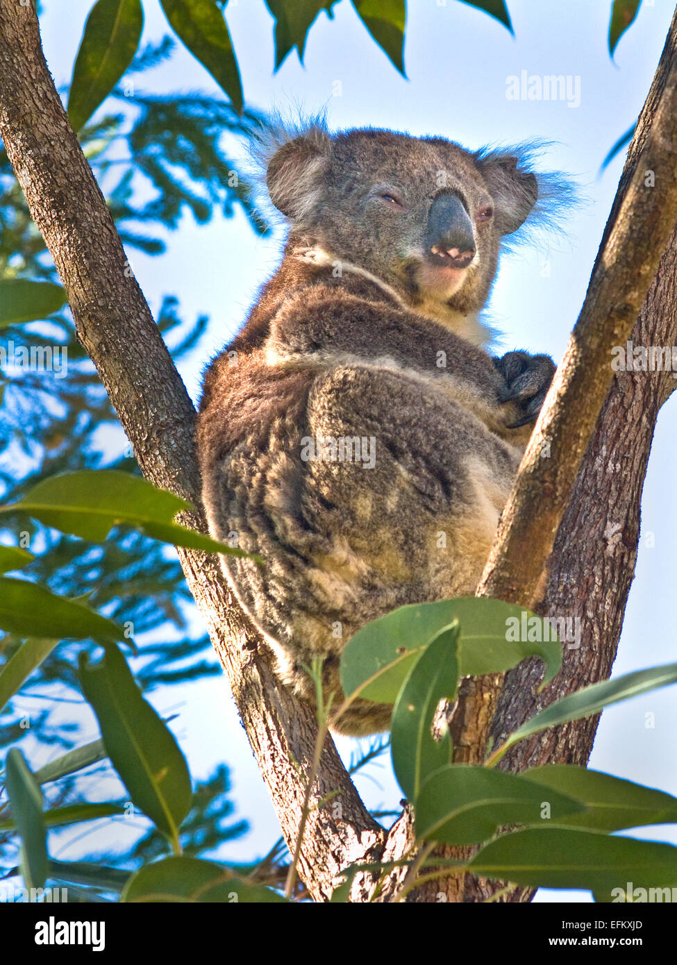 Australia: Koala (Phascolarctus cinereus) nella struttura ad albero Foto Stock