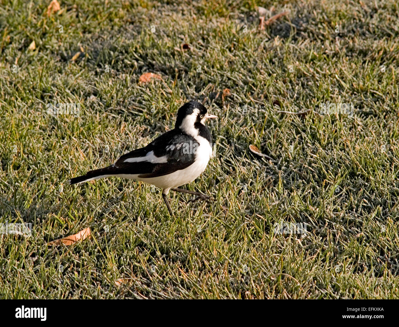 Australia: Gazza-lark (Grallina cyanoleuca), femmina Foto Stock