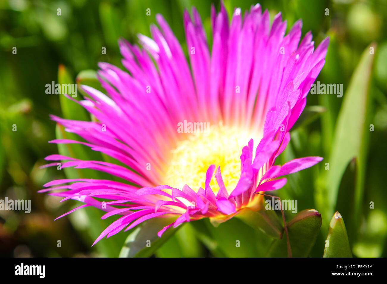 Close up di rosa fiori da giardino Foto Stock