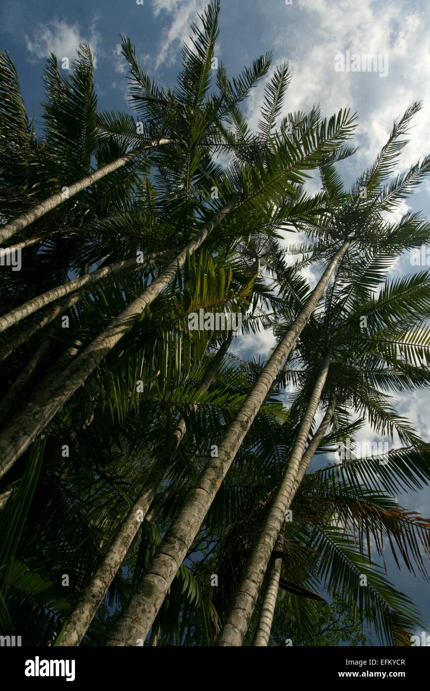 Il acai palm (Euterpe oleracea), un albero da Amazon che produce una  altamente energico di frutta. Fotografato a Moreira Salles Foto stock -  Alamy