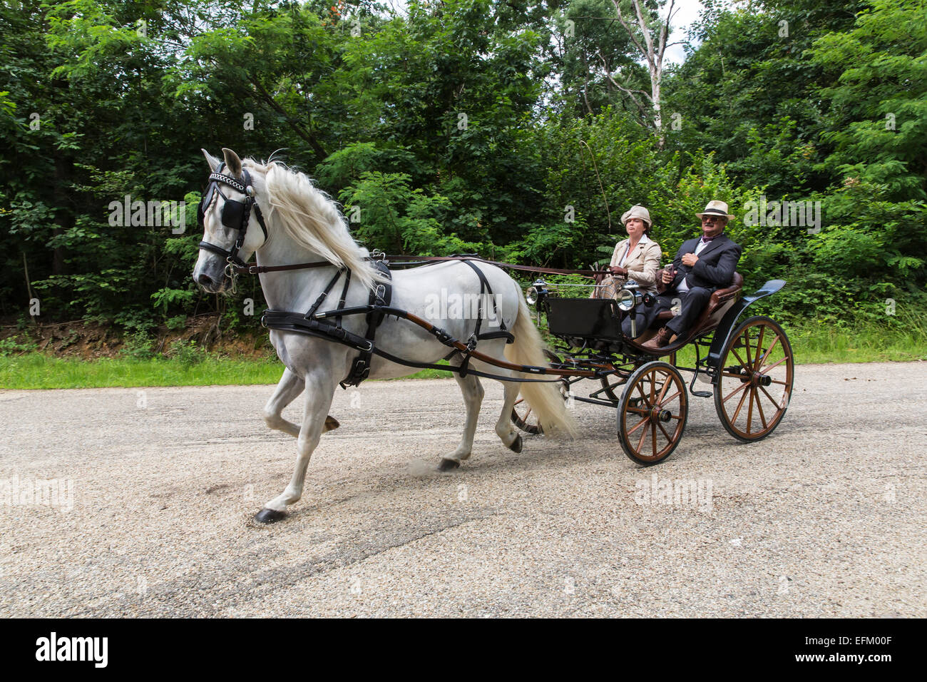 Concorso internazionale per carrelli tradizionali "La Venaria Reale", Carrello: Pistoiese, cavallo:unico di pura razza spagnola Foto Stock
