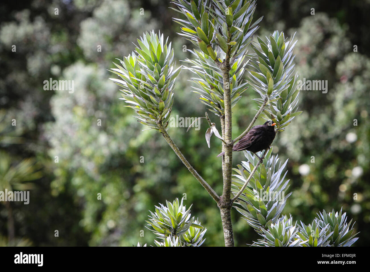 Blackbird appollaiato in albero giardino, isole Scilly, Regno Unito Foto Stock