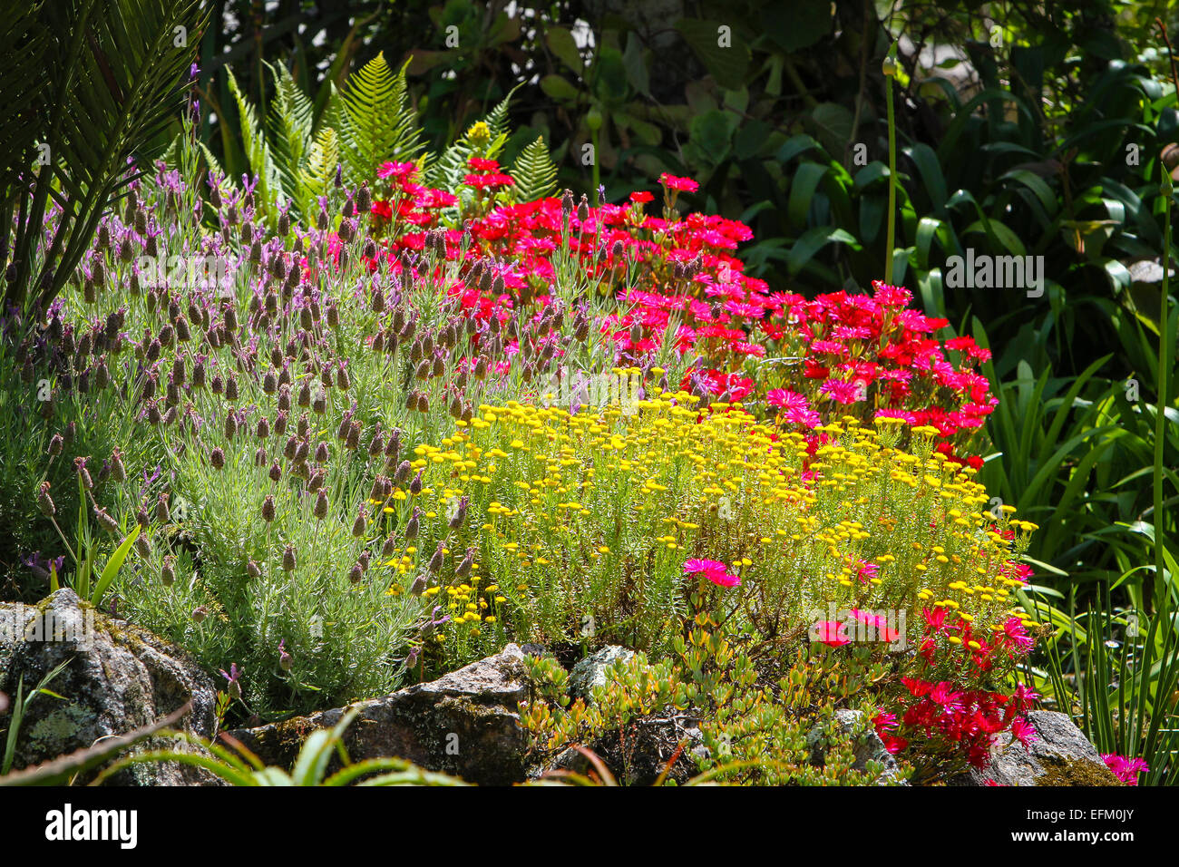 Felci, lavanda e piante in fiore nel giardino di roccia Foto Stock