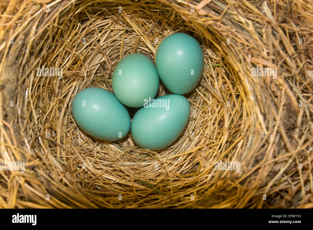 4, quattro American Robin uova, American Robin, Turdus migratorius, uova nel nido, città di Novato, Marin County, California, Stati Uniti Foto Stock
