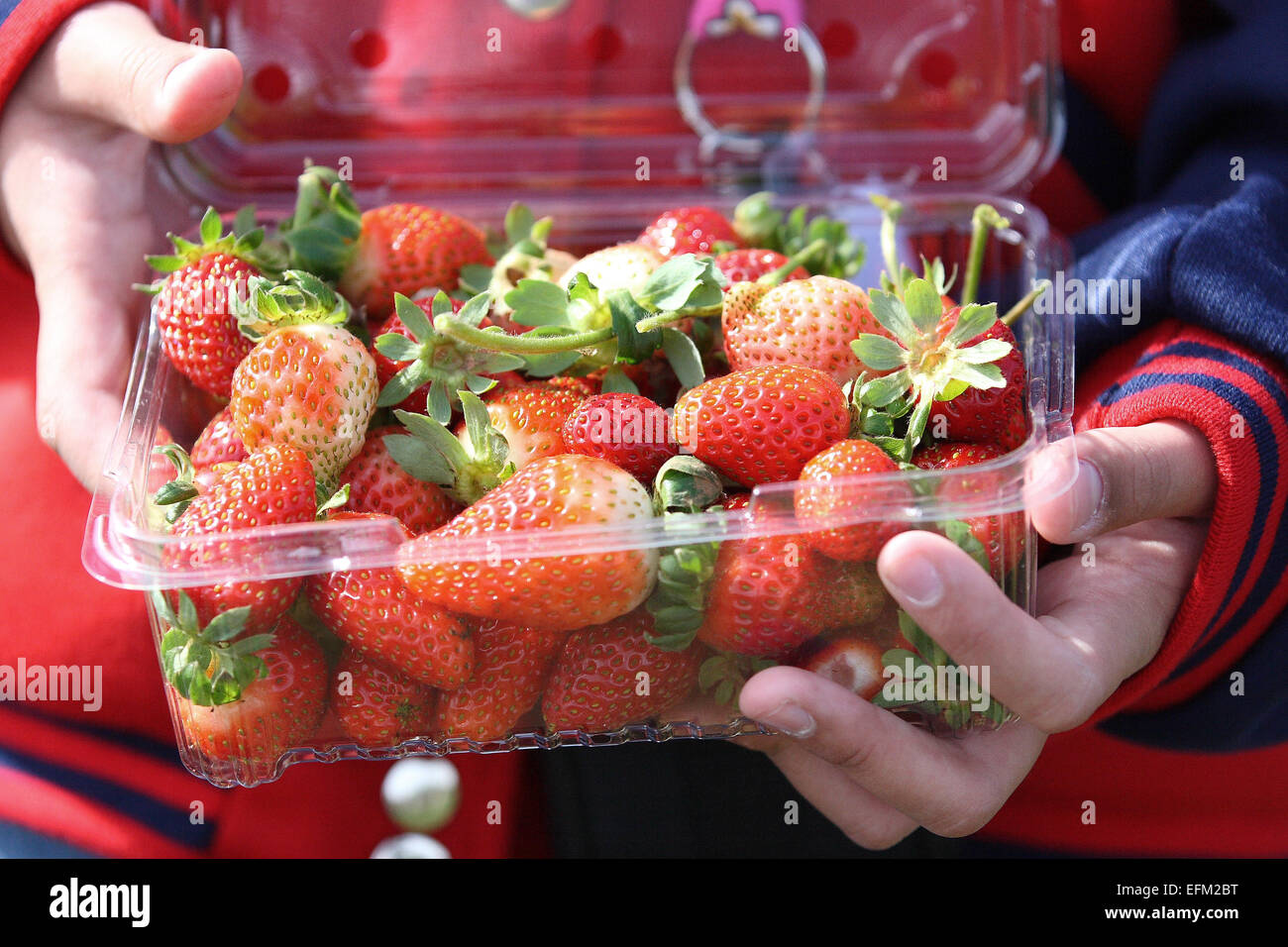 Close up di mani di fragole fresche in una cestella Foto Stock