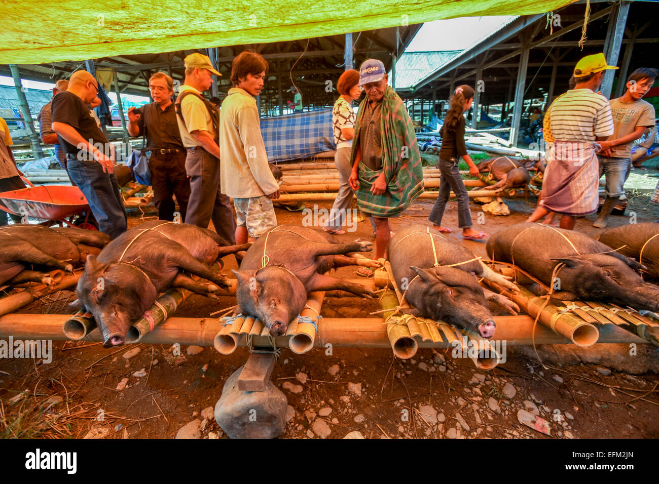 I suini sono esposti da un venditore in un mercato di bestiame tradizionale a Rantepao, Toraja del Nord, Sulawesi del Sud, Indonesia. Foto Stock