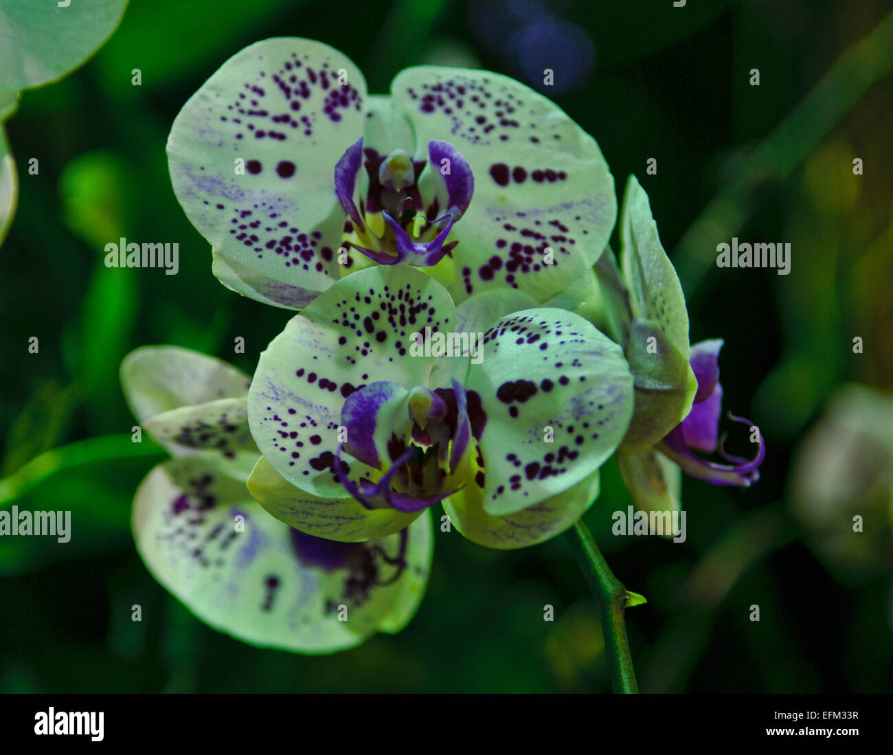 Phalaenopsis Moth Orchid, viola macchiati o Butterfly Orchid Foto Stock