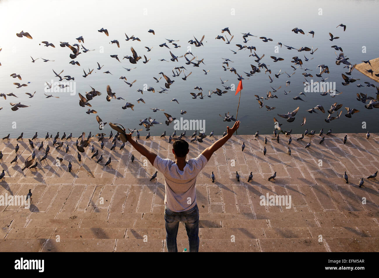 Un giovane uomo e Piccioni a santo indù nel Lago di Pushkar, Rajasthan, India Foto Stock