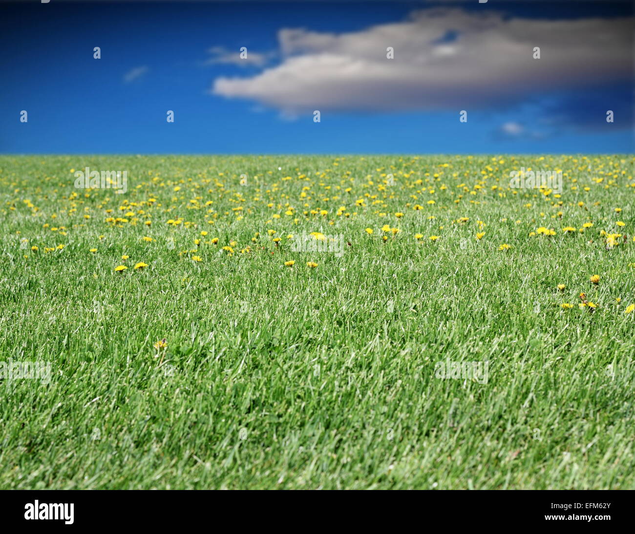 Verde prato pieno di giallo selvatico di tarassaco e il cielo blu con nuvole Foto Stock