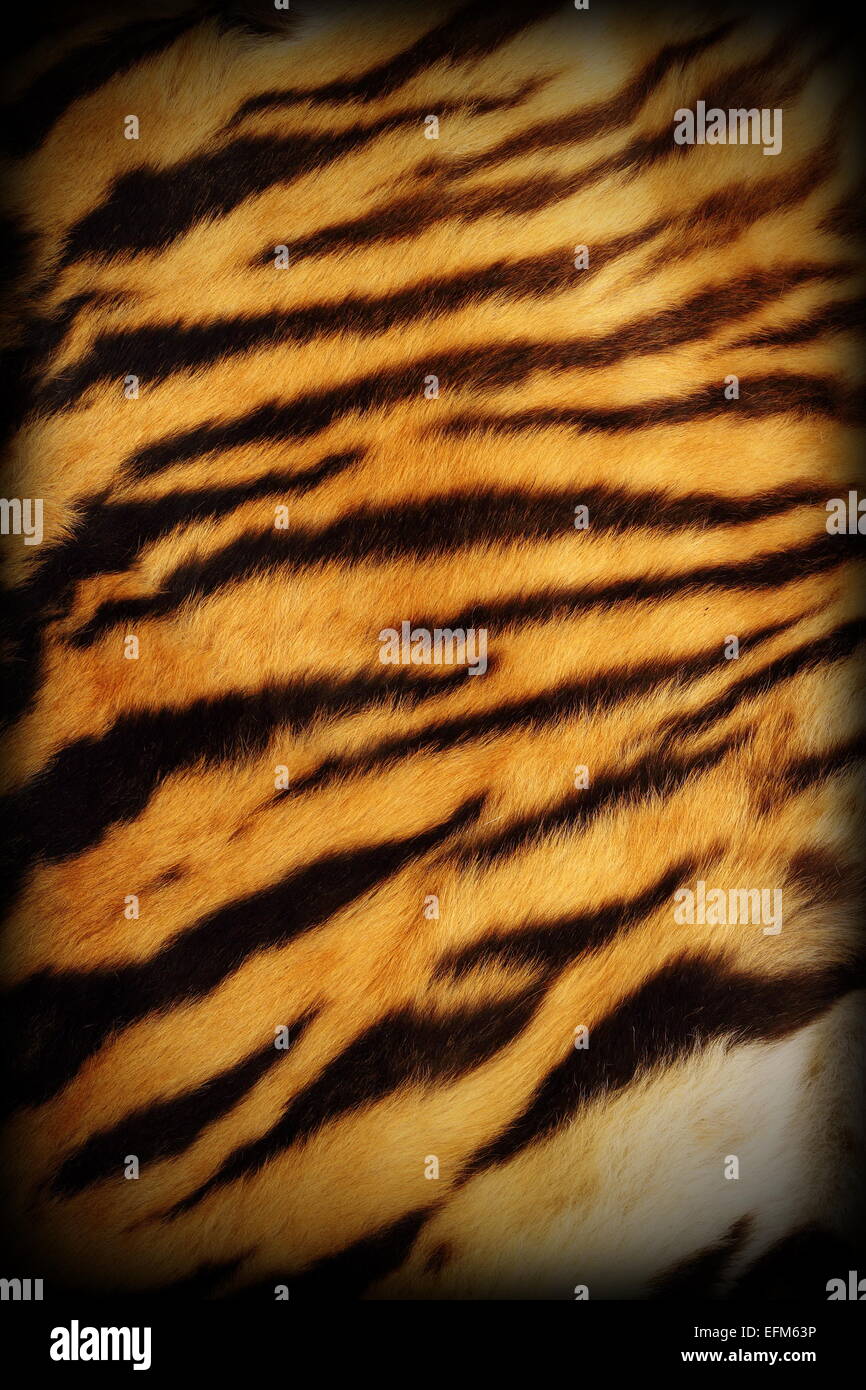 Dettaglio della tigre reale pelt testurizzata con aggiunta di vignette, schema naturale Foto Stock