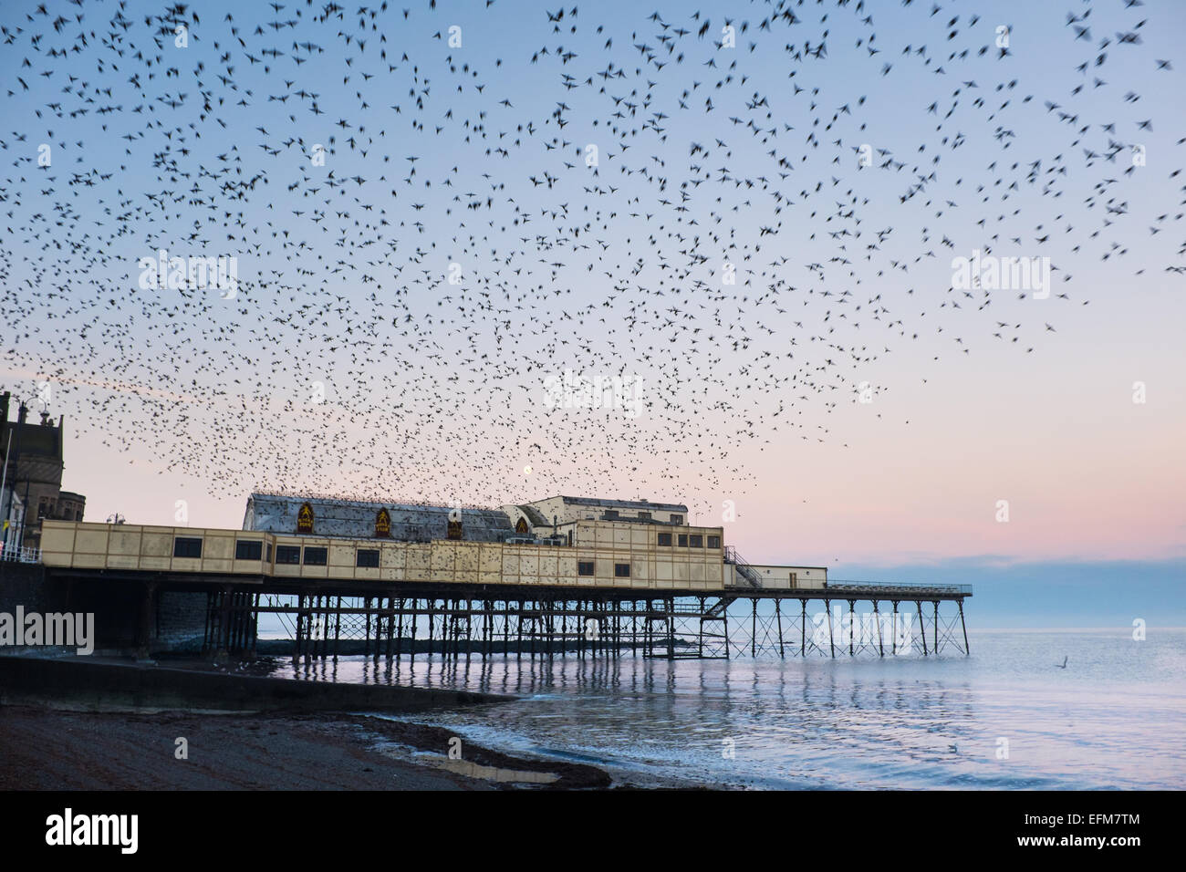 Aberystwyth, Wales, Regno Unito. 7 febbraio 2015. Meteo. All'alba di migliaia di storni volare fuori dal loro pernottamento posatoio sotto Aberystwyth Pier Credit: Alan Hale/Alamy Live News Foto Stock