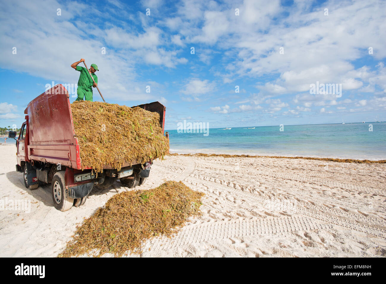Repubblica Dominicana. Cancellazione di antiestetici Sargassum alghe dalla spiaggia di Punta Cana sulla costa atlantica. 2015. Foto Stock
