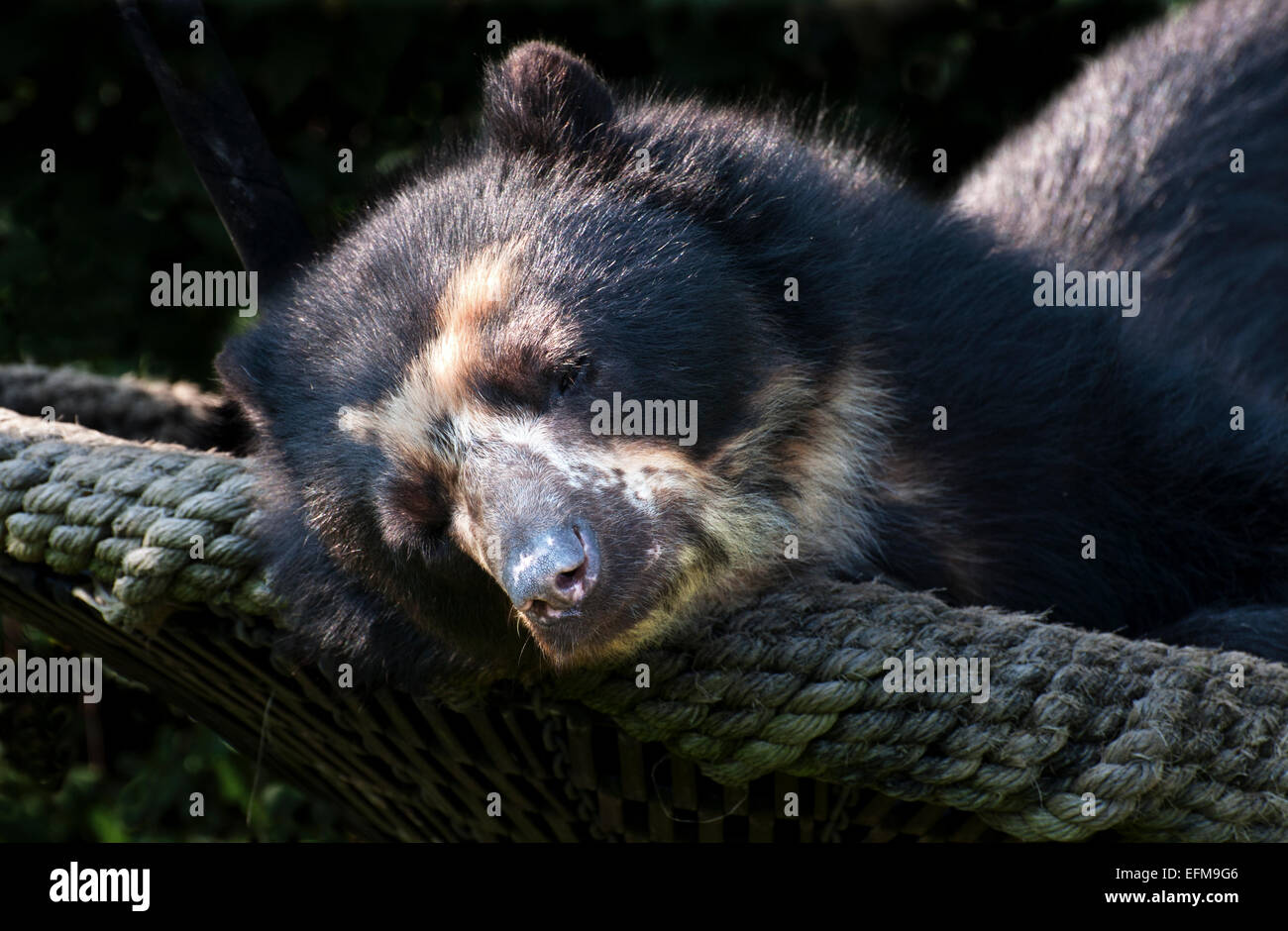 Orso spectacled godendo di un sonnellino al sole zoo tiergarten vienna austria Foto Stock
