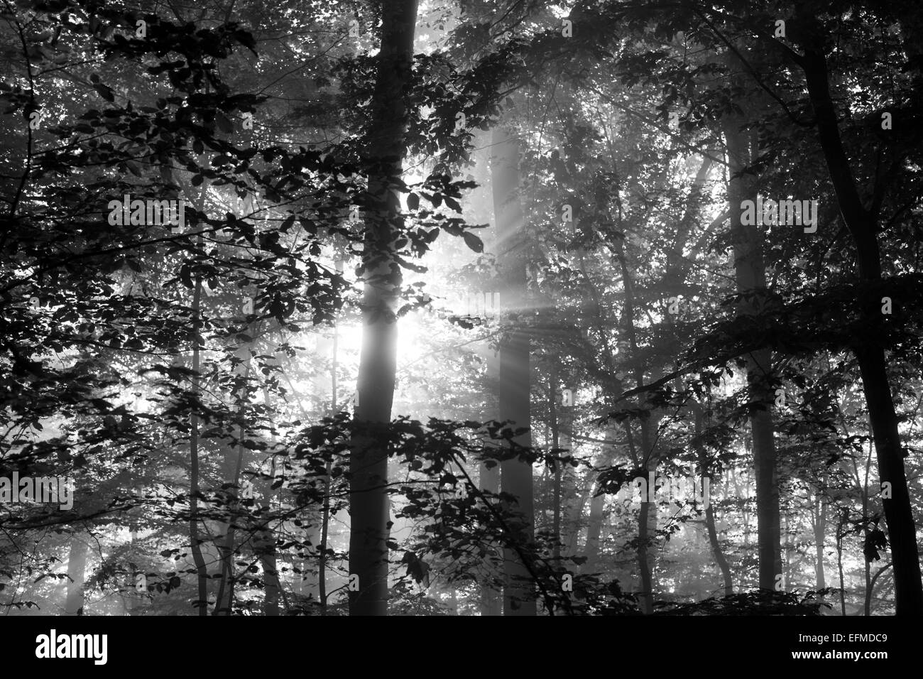 La luce che passa attraverso gli alberi Foto Stock