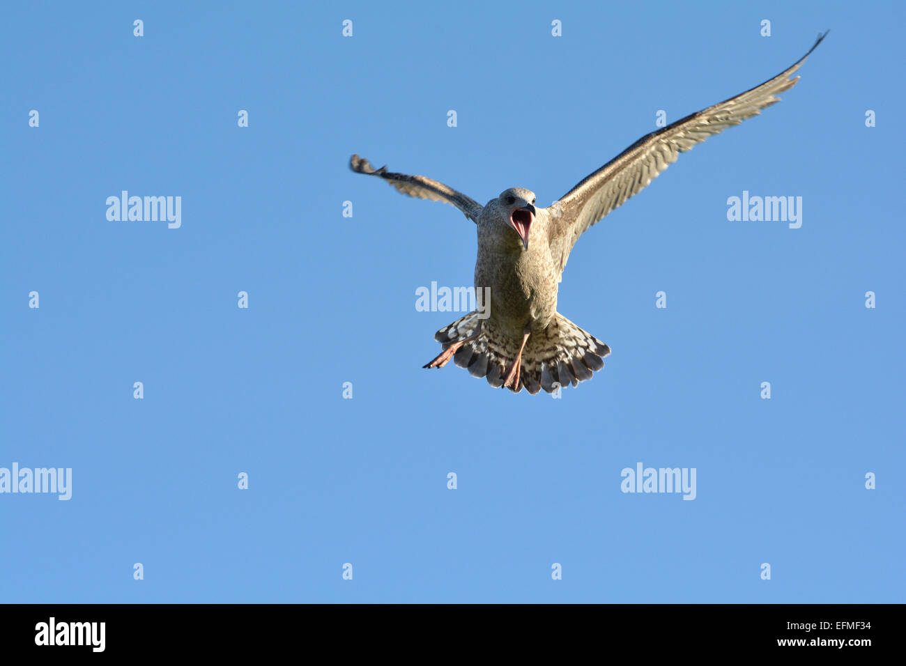 Seagull gridando per spaventare fuori altri uccelli alimentare al di sotto di Foto Stock