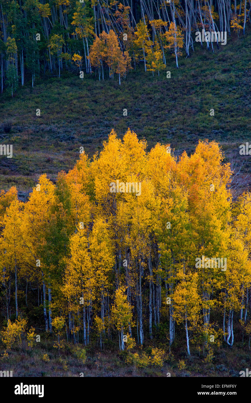 Aspen lungo Kebler Pass mostrare i loro bellissimi colori autunnali Foto Stock