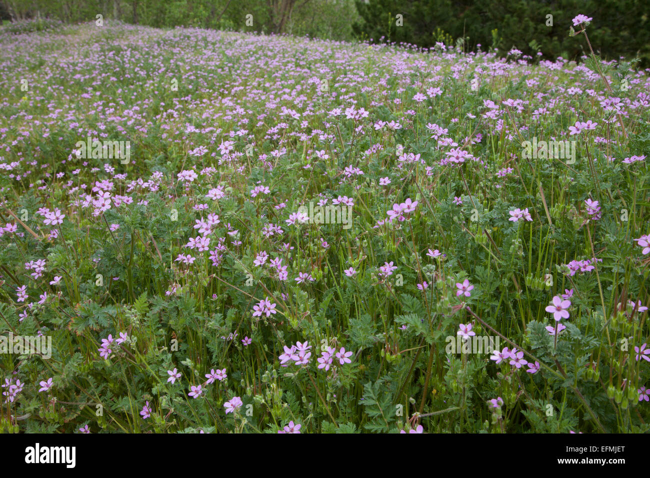 Redstem Filaree in fiore Foto Stock