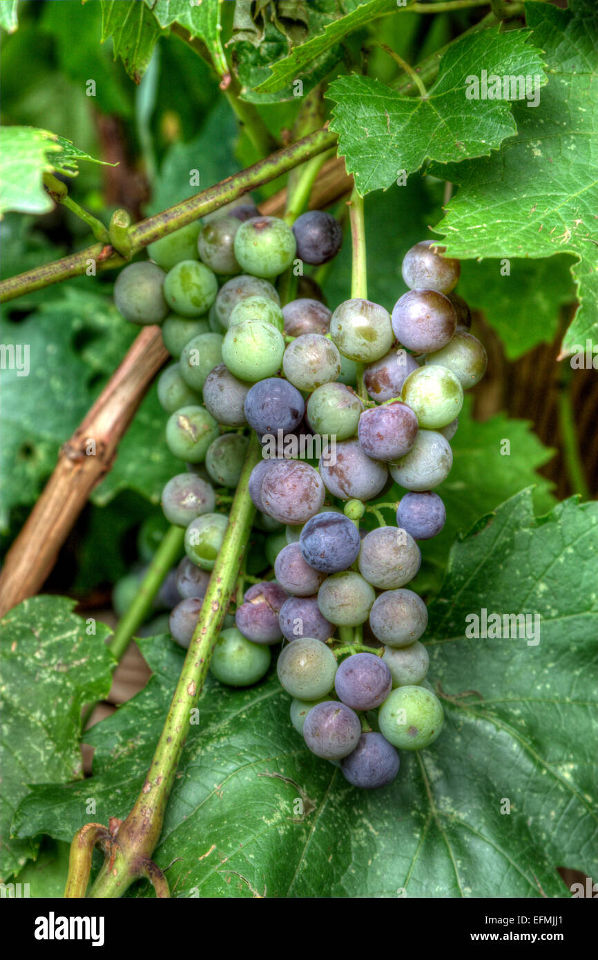 Santa Teresa uva senza semi Foto Stock