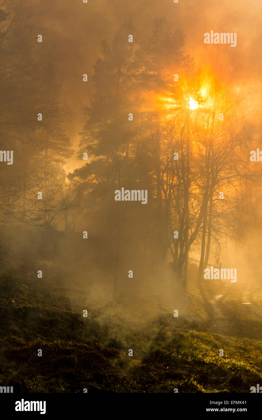 Bassa sole che splende attraverso il fumo e alberi Foto Stock