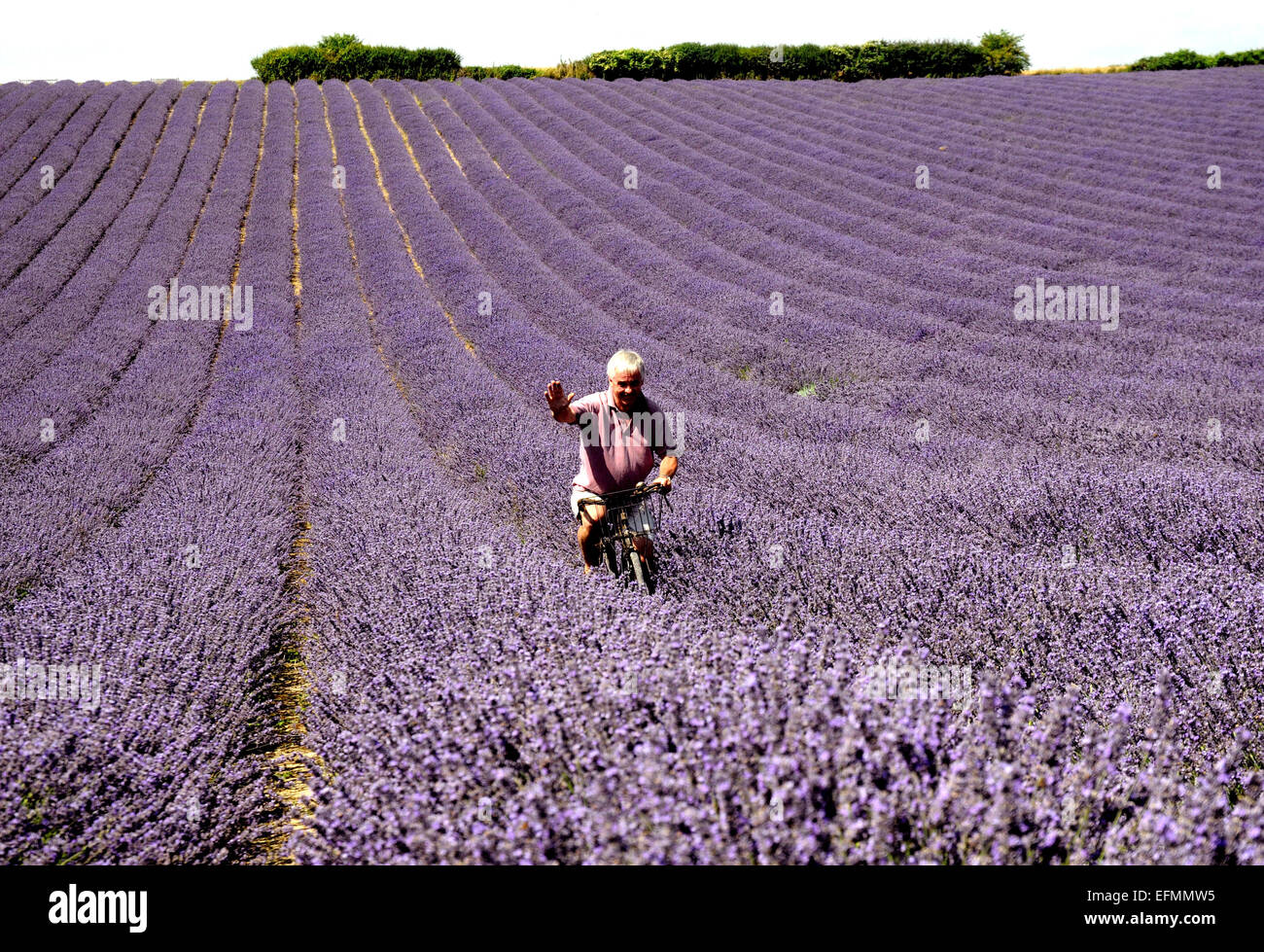 Agricoltore Andrew Elms utilizza la sua vecchia bicicletta per ispezionare il suo raccolto levender nella sua fattoria Lordington iat, vicino a Chichester, West Sussex. Pic Foto Stock