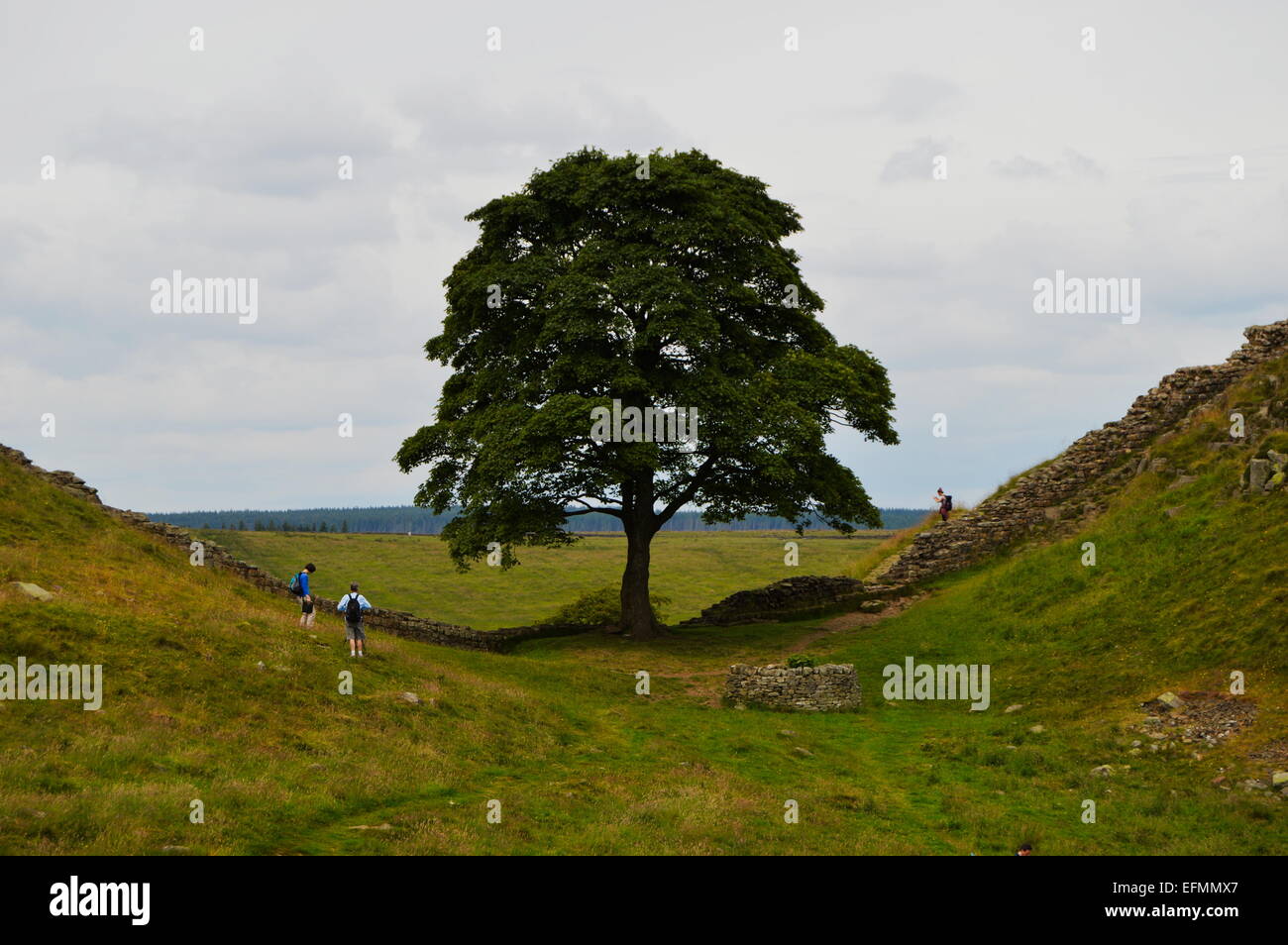 Sycamore gap sul muro romano in Northumberland. Foto Stock