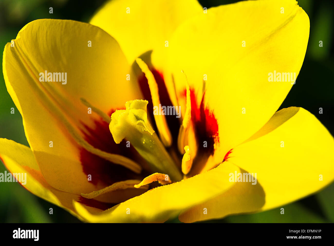 Tulipano giallo. Vista macro di un tulipano giallo fiore in piena fioritura Foto Stock