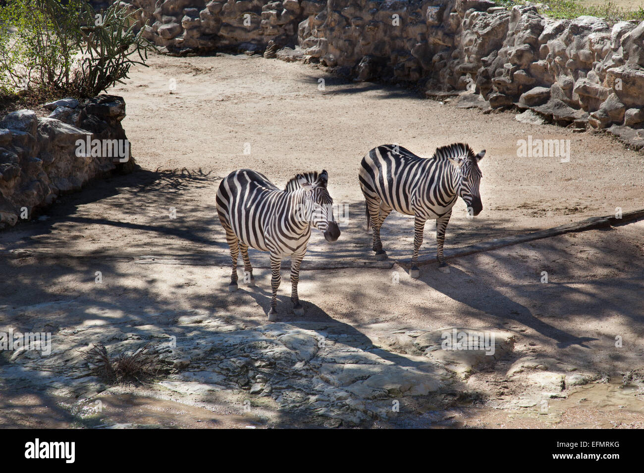 Twin zebre in piedi in ombra al San Antonio Zoo. Foto Stock