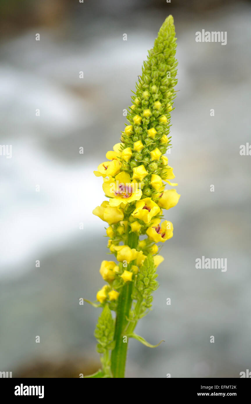 Grande mullein, Molène thapsus. Ritratto verticale di fiori di colore giallo con una bella fuori fuoco sfondo. Foto Stock