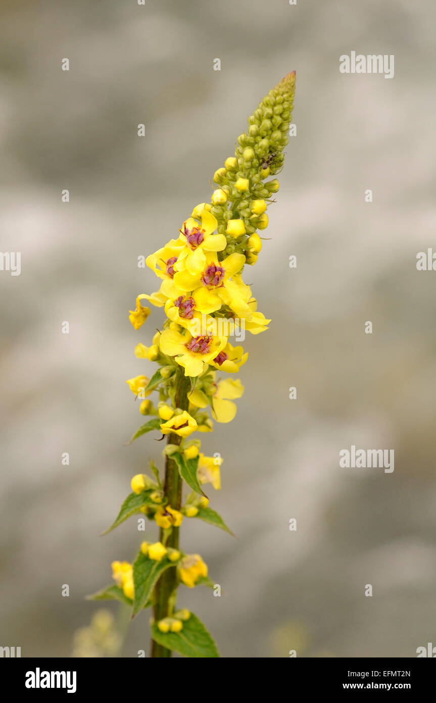 Grande mullein, Molène thapsus. Ritratto verticale di fiori di colore giallo con una bella fuori fuoco sfondo. Foto Stock
