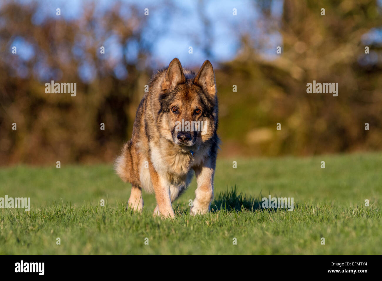Pastore Tedesco cane sulla traccia di erba un profumo in movimento verso la telecamera. Alsaziano al di fuori alla luce del sole. Foto Stock