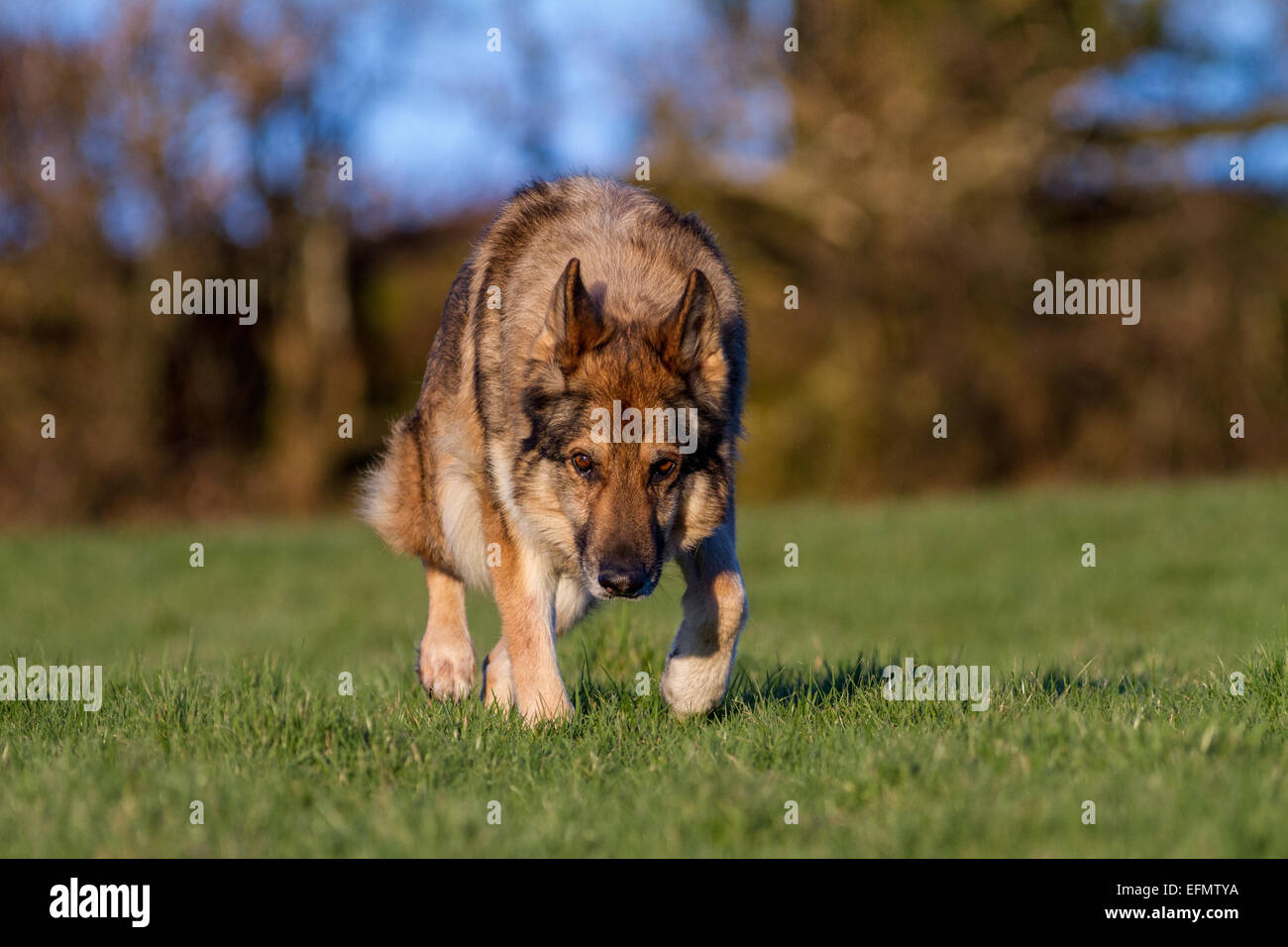 Pastore Tedesco cane sulla traccia di erba un profumo in movimento verso la telecamera. Alsaziano al di fuori alla luce del sole. Foto Stock