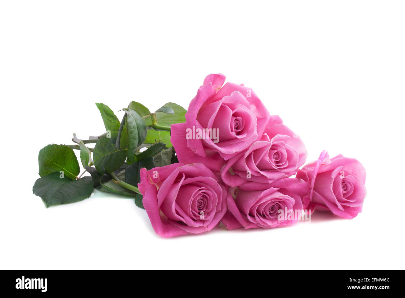Cinque le rose rosa isolato su uno sfondo bianco Foto Stock