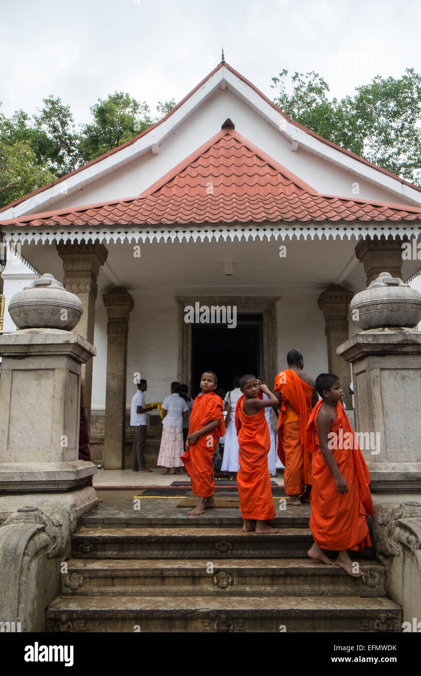 Devoto culto monaci novizi al sacred bo,bodhi,tree,tempio buddista,Anuradhapura,Sri Lanka,l'Asia. Foto Stock