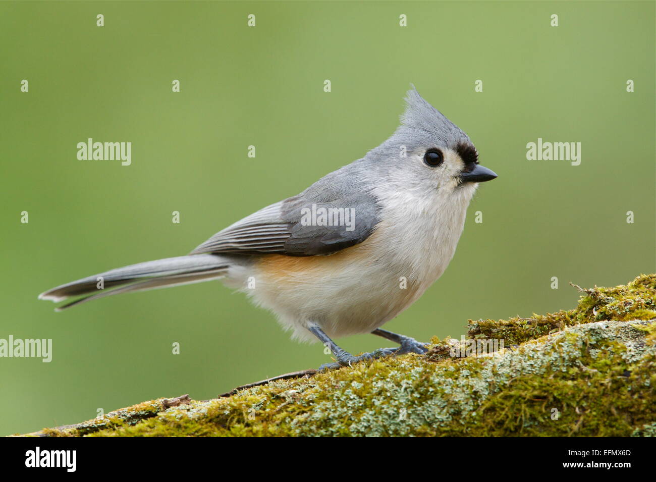 Cincia tufted, Baeolophus bicolor, appollaiato su un registro di muschio con un naturale bosco verde dello sfondo. Foto Stock