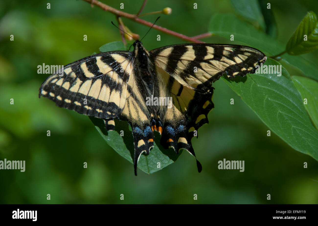 Papilio glaucus, tigre orientale a coda di rondine a riposo in Ontario Foto Stock