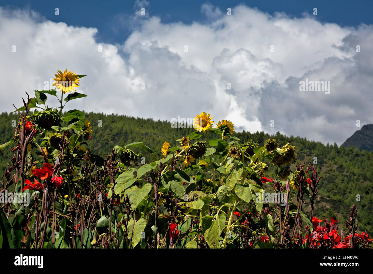 Il Bhutan - fioriture dei fiori vicino al Trashi Chhoe Dzong, dei principali edifici governativi nella città capitale di Thimphu. Foto Stock
