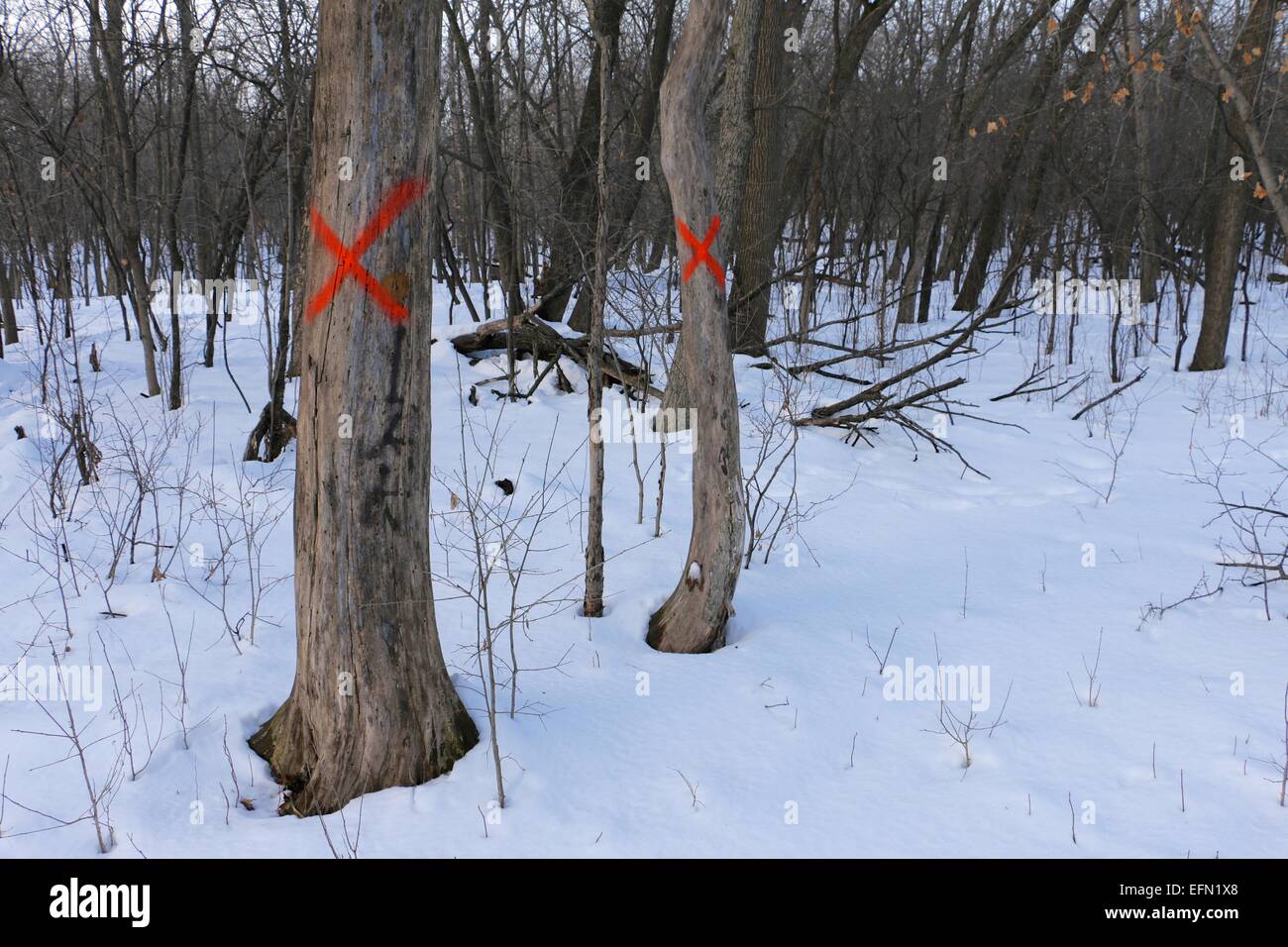 Gli alberi morti contrassegnati per la rimozione. Huppert boschi, Cook County, Illinois Foto Stock