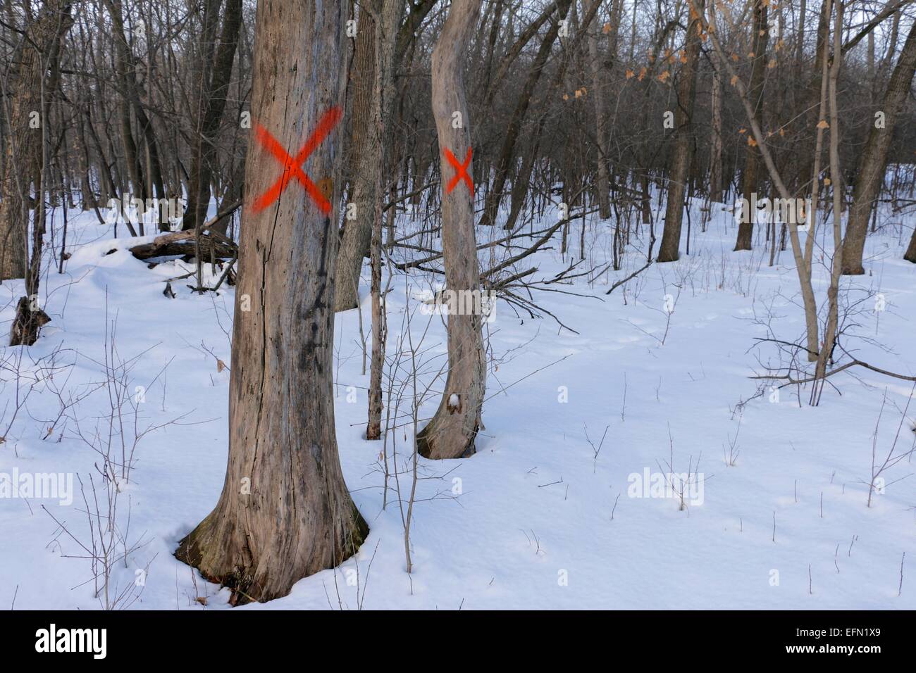 Gli alberi morti contrassegnati per la rimozione. Huppert boschi, Cook County, Illinois Foto Stock
