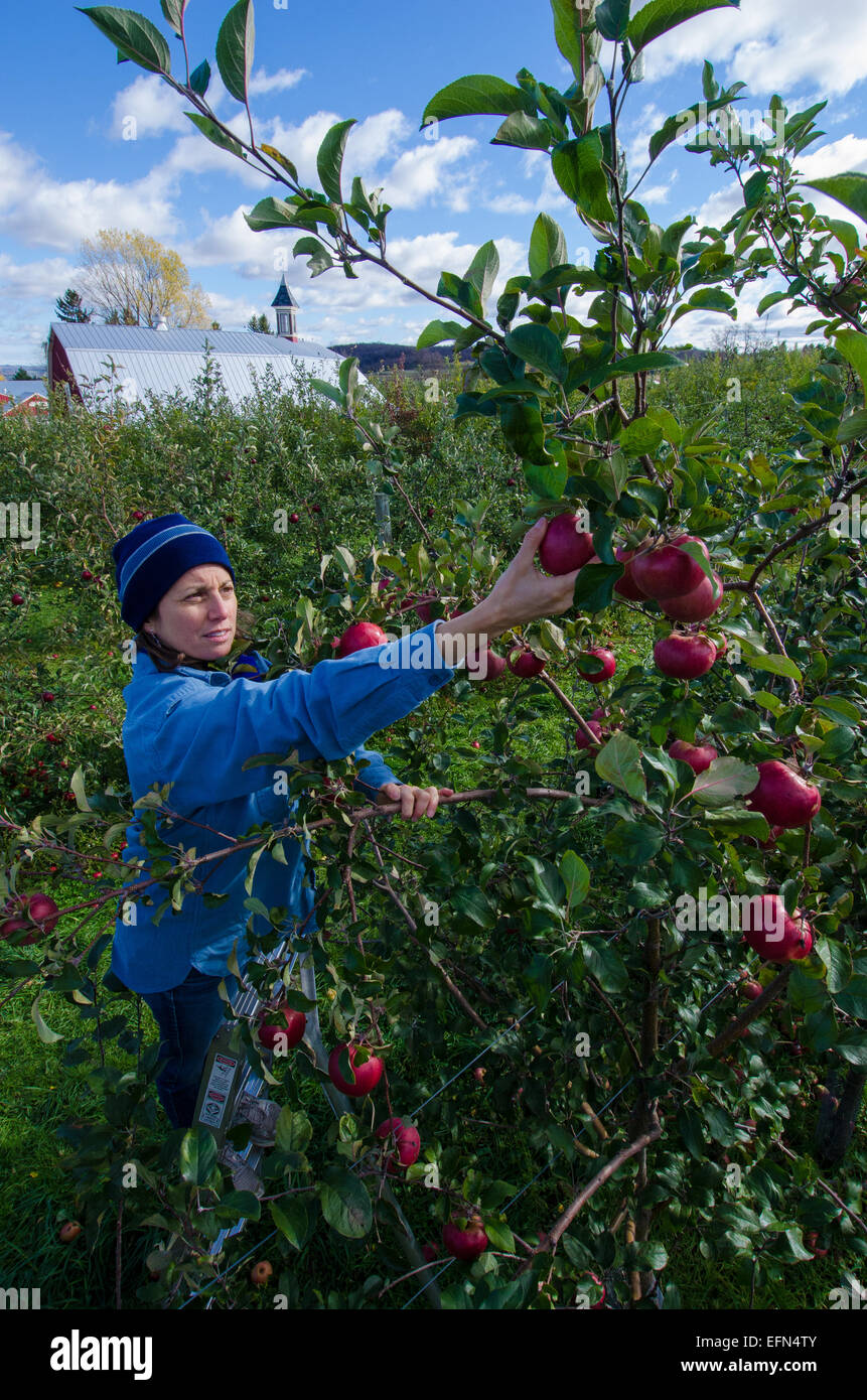 Un apritoio sale una scala per sradicare la frutta fresca da un albero di mele in un frutteto a Lafayette, New York. Foto Stock