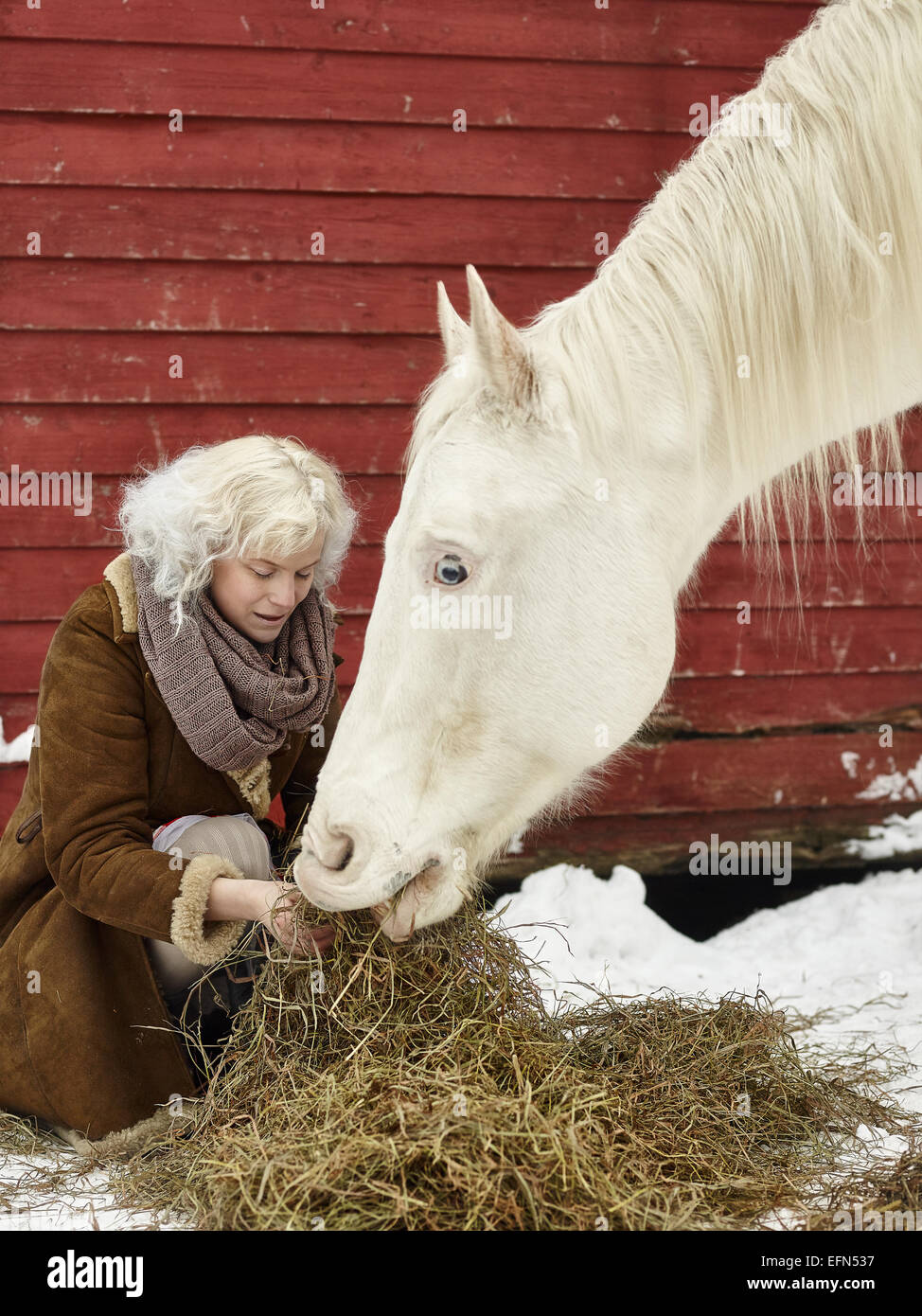 Attraente donna bionda alimenta un cavallo bianco, coperto giornata invernale Foto Stock