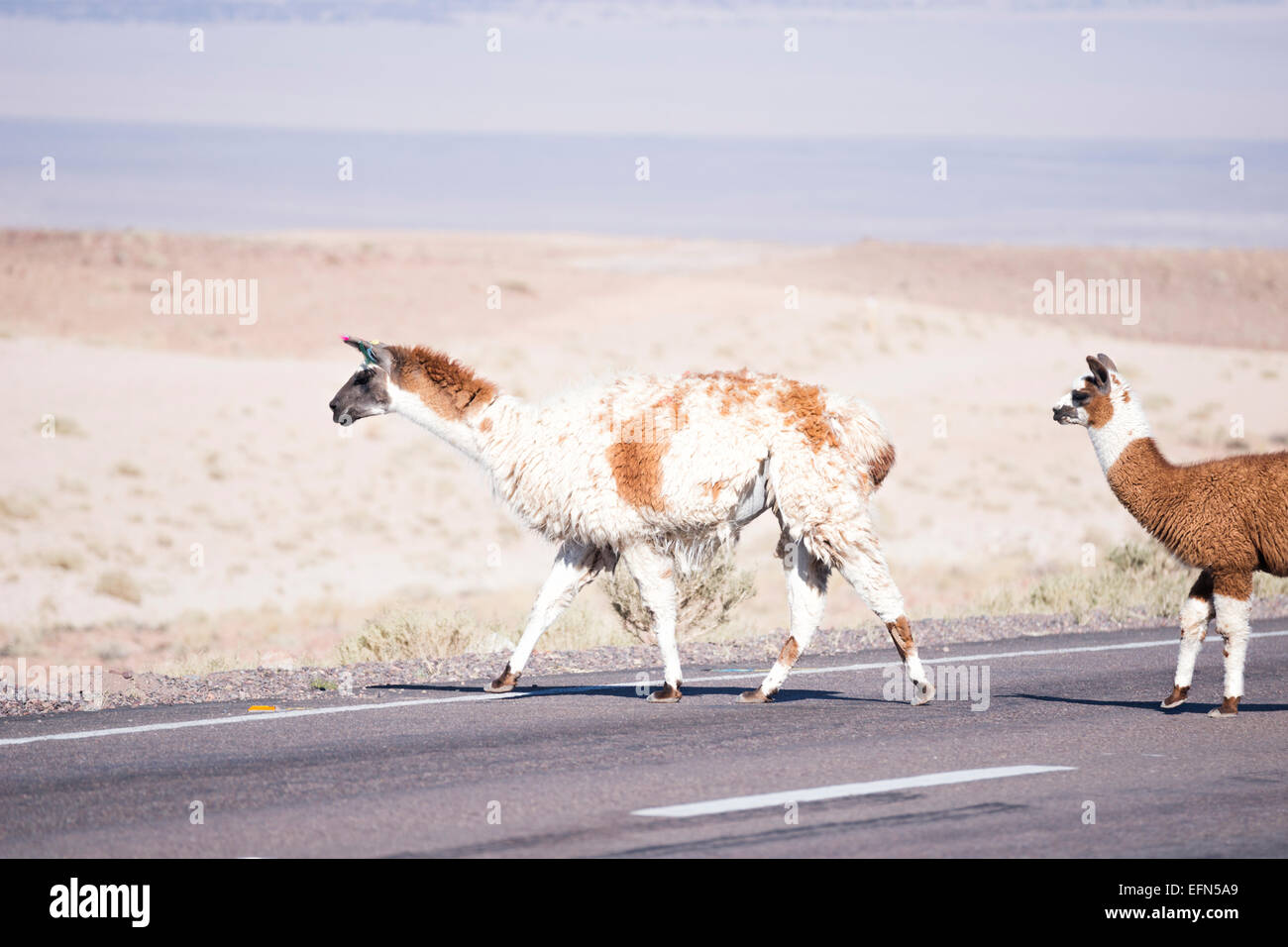 Llamas percorrendo l'autostrada, San Pedro, Cile, Sud America Foto Stock