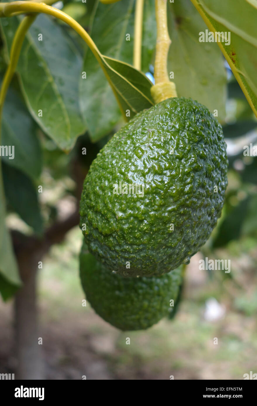 Hass avocado, Persea americana "Hass', la coltivazione di frutta su albero. Andalusia, Spagna. Foto Stock