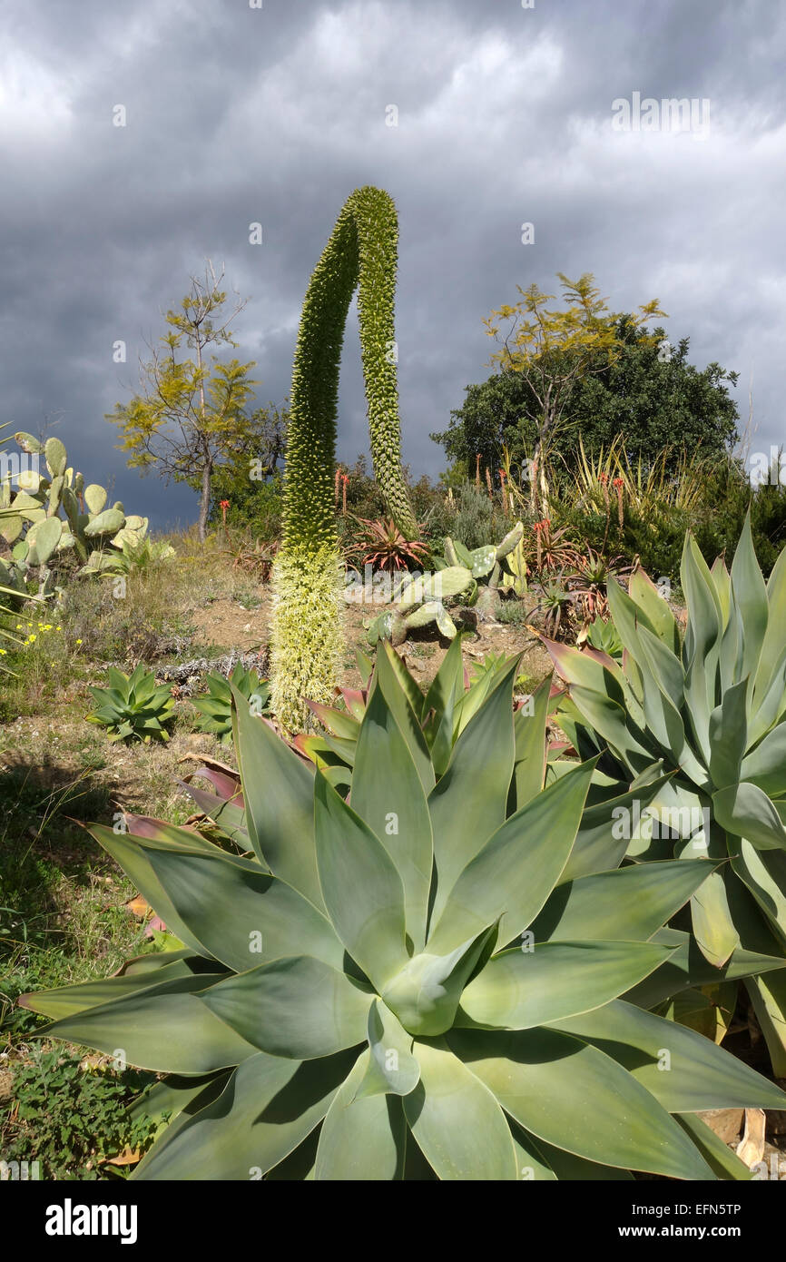 Agave attenuata, Lion's tail, pianta e collo di cigno, coda di volpe, fioritura, Spagna. Foto Stock