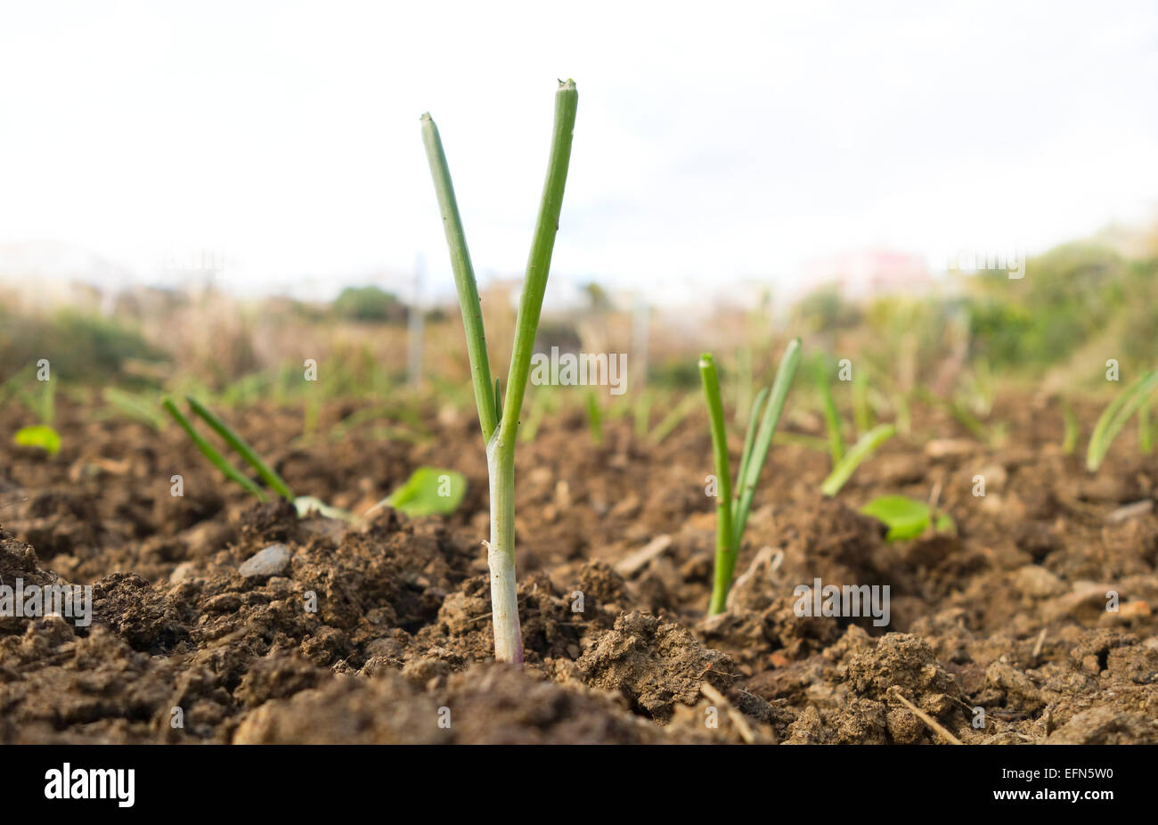 Close-up di cipolla pianta nel suolo, Spagna. Foto Stock