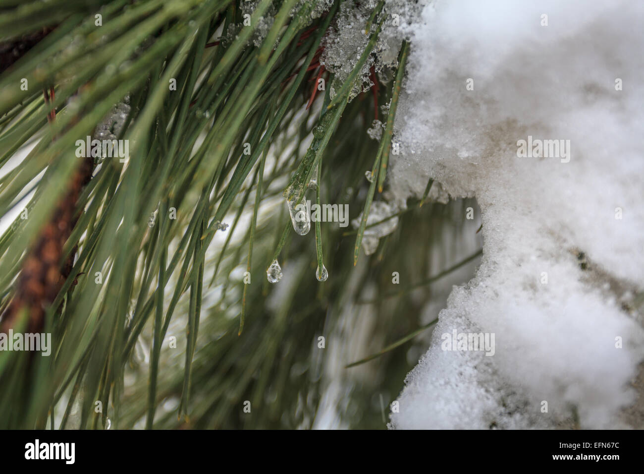 Close-up di foglie di pino nella neve. Fotografato nella foresta di modem, Golan, Israele Foto Stock